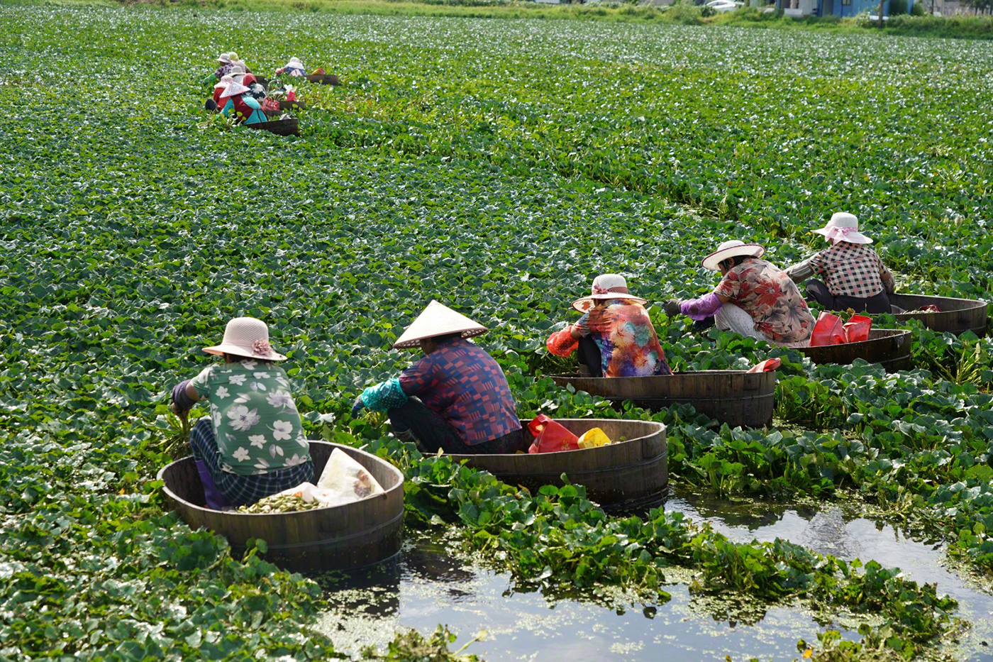 海安:利用沼泽洼地种植菱角获丰收