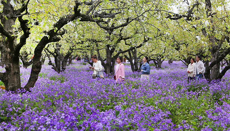 4月7日,宿迁三台山森林公园衲田花海的二月兰和梨花相映成景,给春日