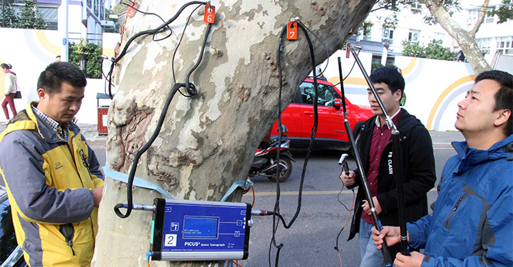 江苏省人民政府 图片新闻 苏州对道路两旁树木进行无损检测