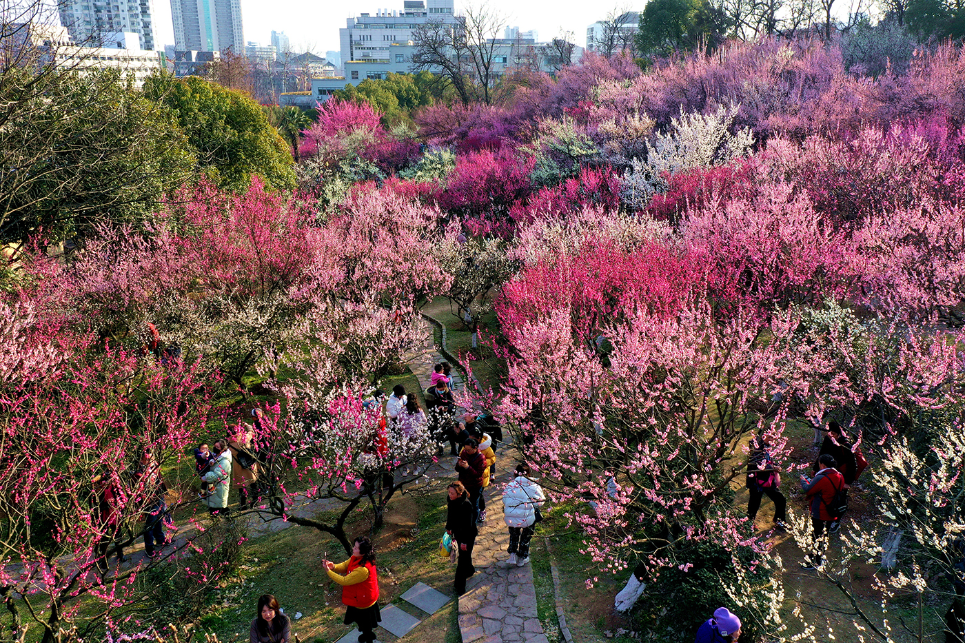 南京古林公园梅花进入最佳观赏期
