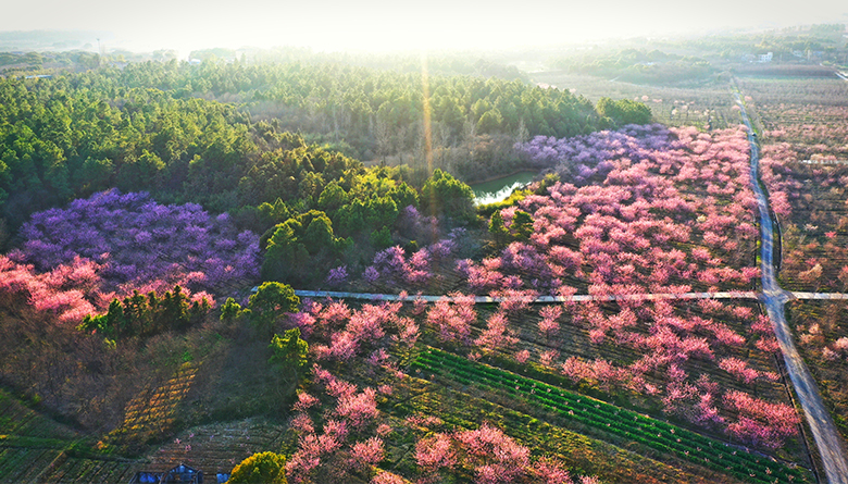 溧阳:樱花绽放 风景独好