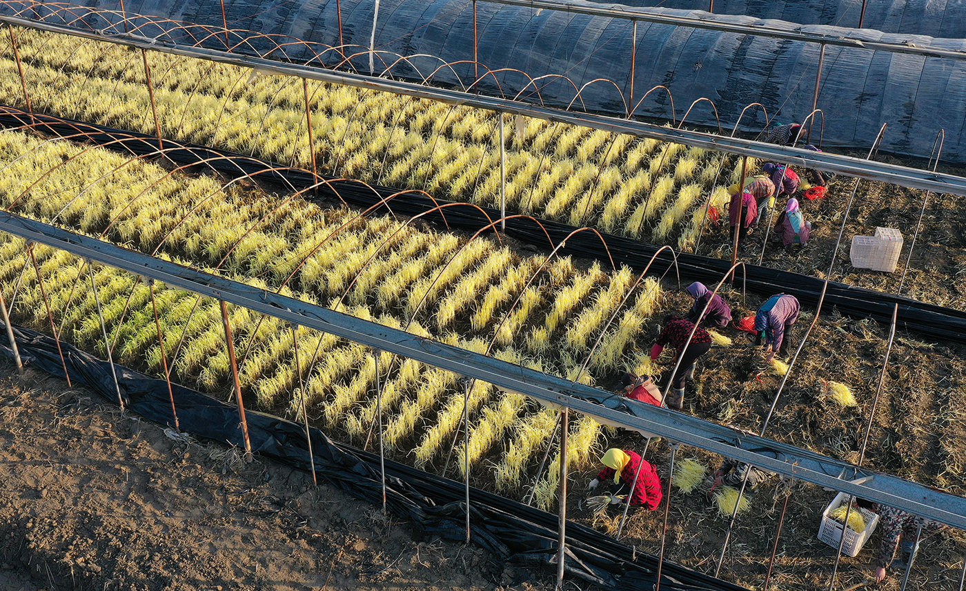 海安:收割韭黄供应春节市场