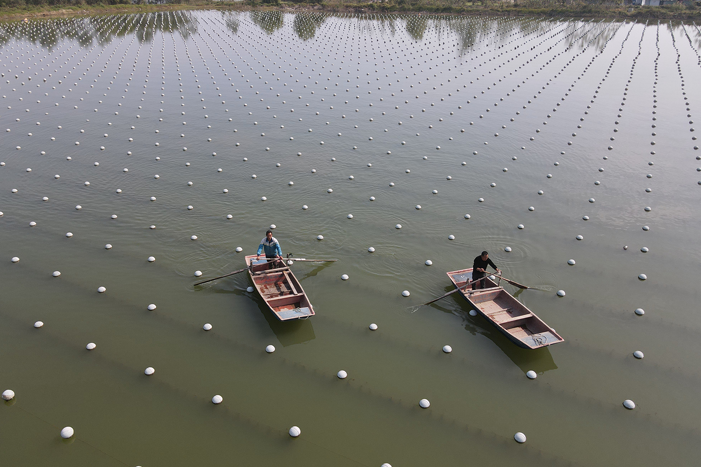 10月19日,淮安市洪泽区老子山镇渔民在珍珠蚌养殖塘里劳作.