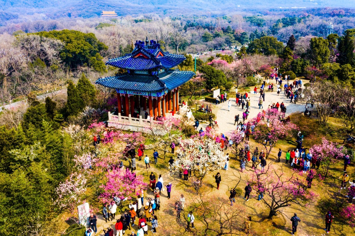 南京梅花山上暗香浮