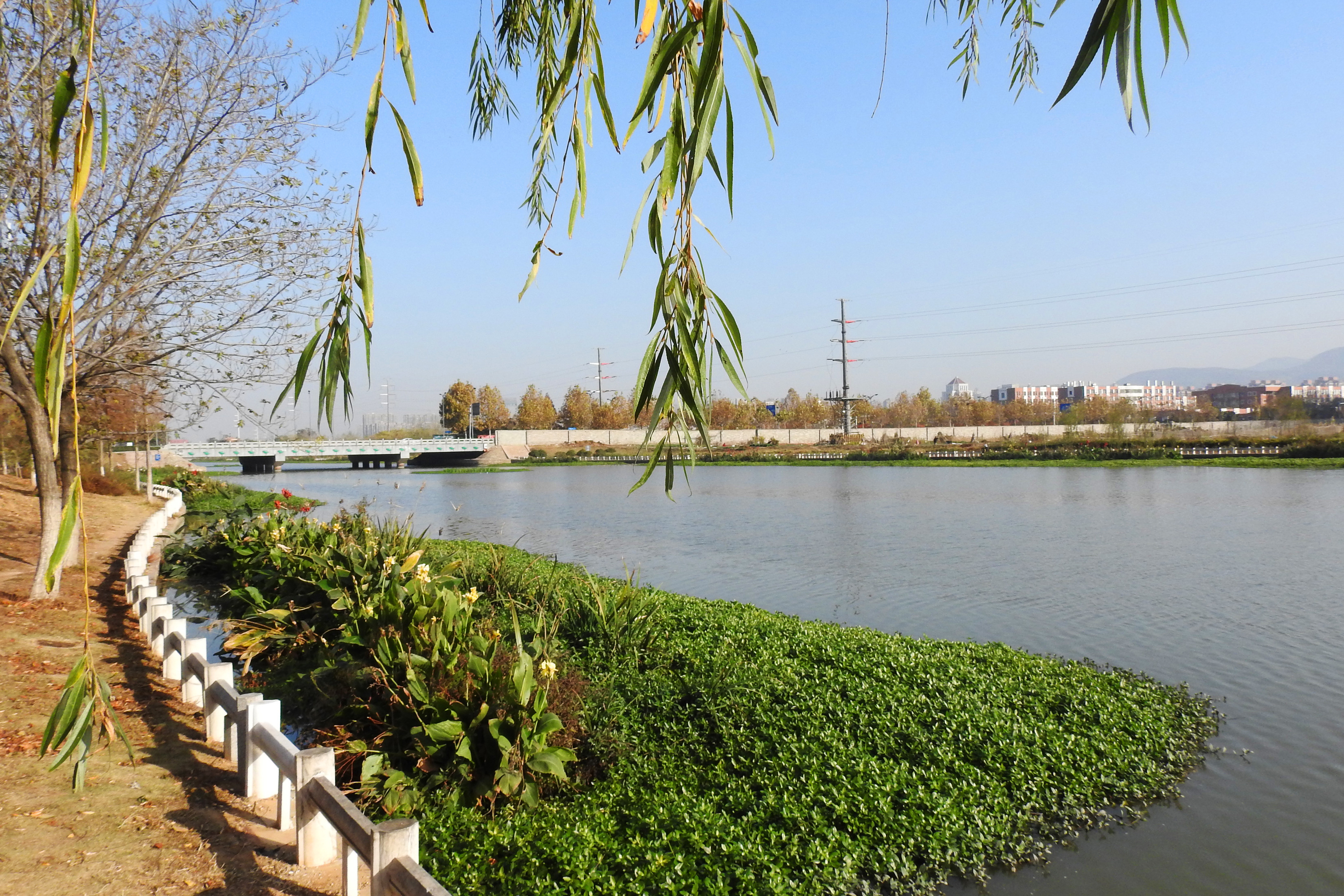 连云港:300余座生态浮岛扮美市区水环境