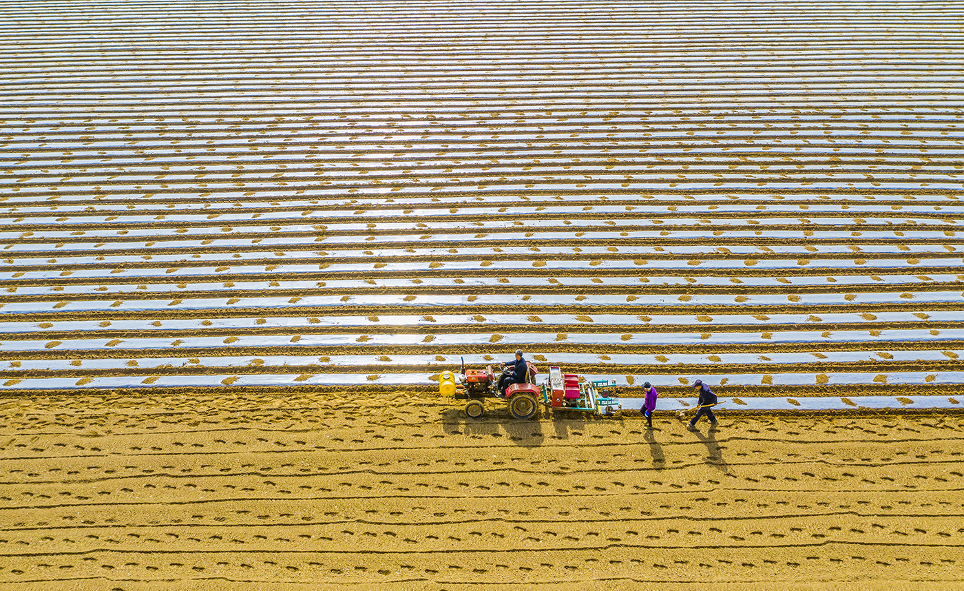 泗洪:春耕春种忙