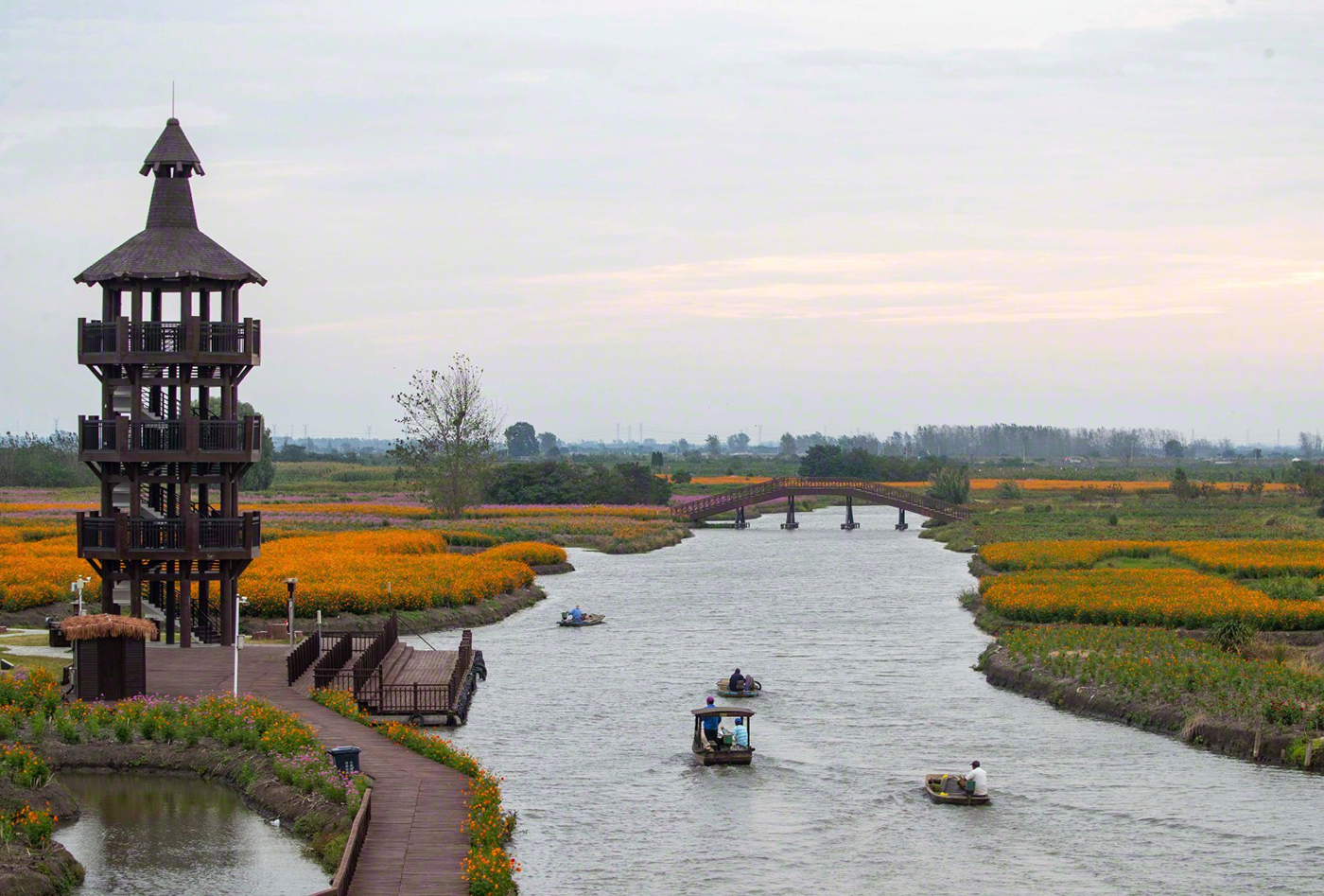 泰州:千垛秋来菊花开