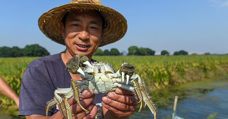 稻蟹共作双丰收