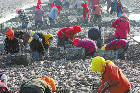 冬闲时节赣榆县渔家女忙"赶海"